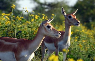Wildlife - 5