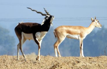 Wildlife - 15