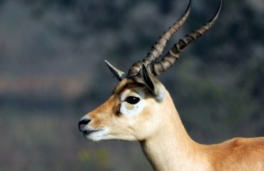 Wildlife - 13