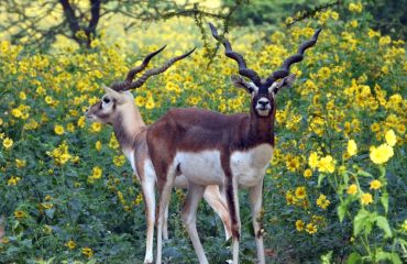 Wildlife - 12
