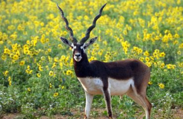 Wildlife - 21