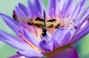 Wildlife - 11