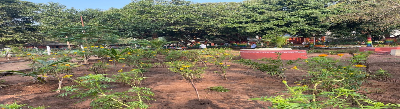 District Court Garden