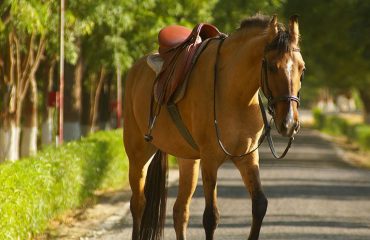 HORSE ECOTOURISM