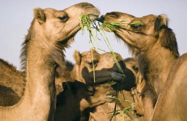 NATIONAL RESEARCH CENTRE ON CAMEL