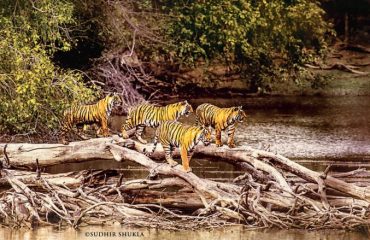 RANTHAMBORE