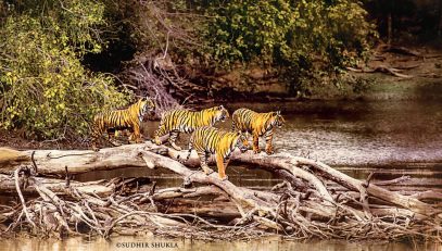 RANTHAMBORE