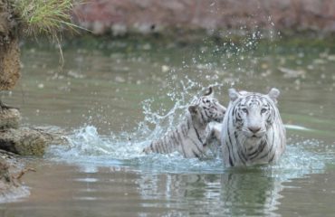 White Tiger Safari and Zoo