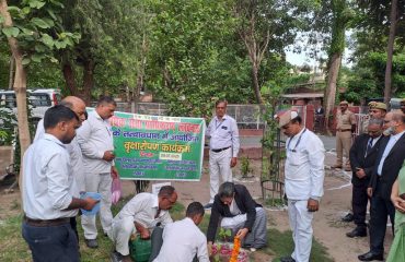 Plantation_1