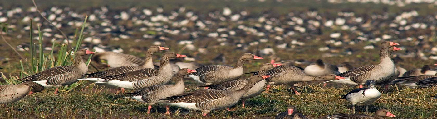 KEOLADEO GHANA NATIONAL PARK