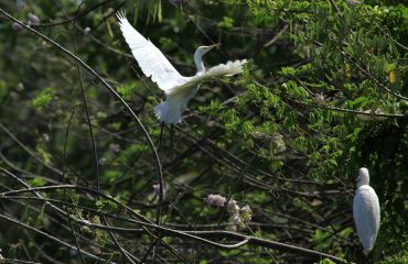 Bird Sanctuary Kumarakom