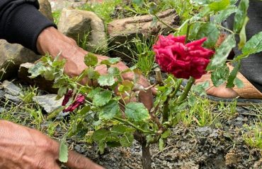 Zunheboto District Court flower plantation