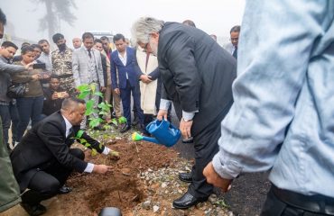 Trees Planting