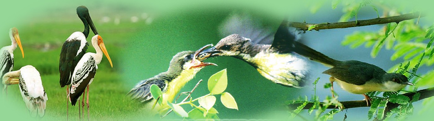 Karaivetti Bird Sanctuary