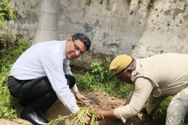 Plantation