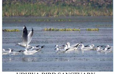 उधवा झील पक्षी अभयारण्य