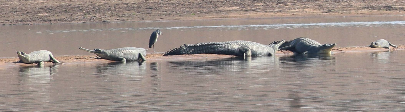 Chambal Sanctuary