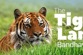 Tiger land bandhaogarh