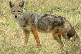 Nahar Wildlife Sanctuary