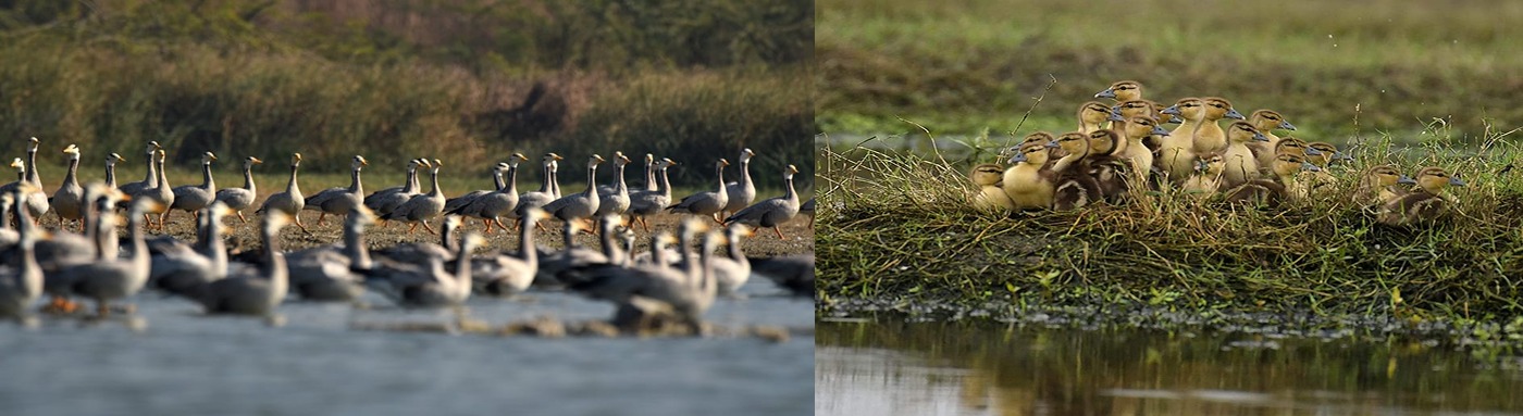 Wildlife Department, Haryana