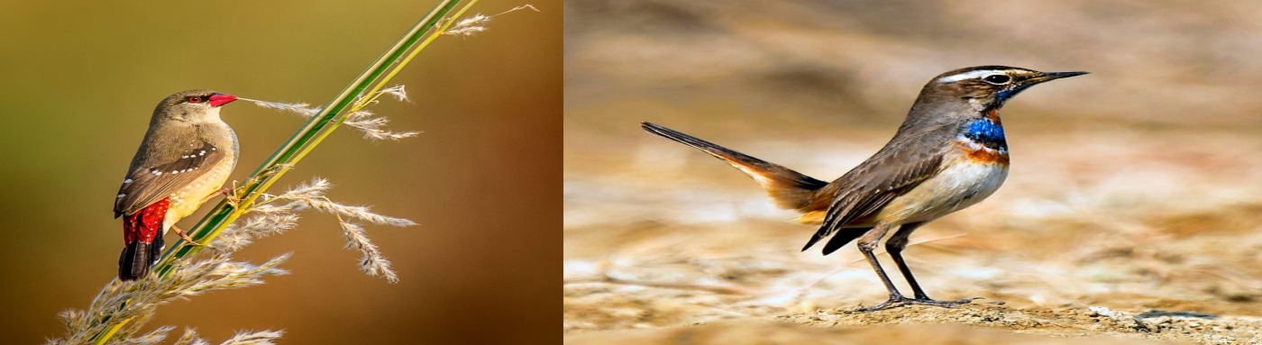 Bhindawas Wildlife Sanctuary