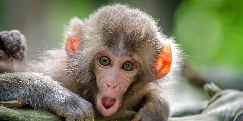 Khaparwas-Wildlife-Sanctuary