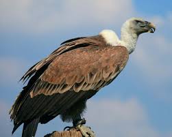 vulture