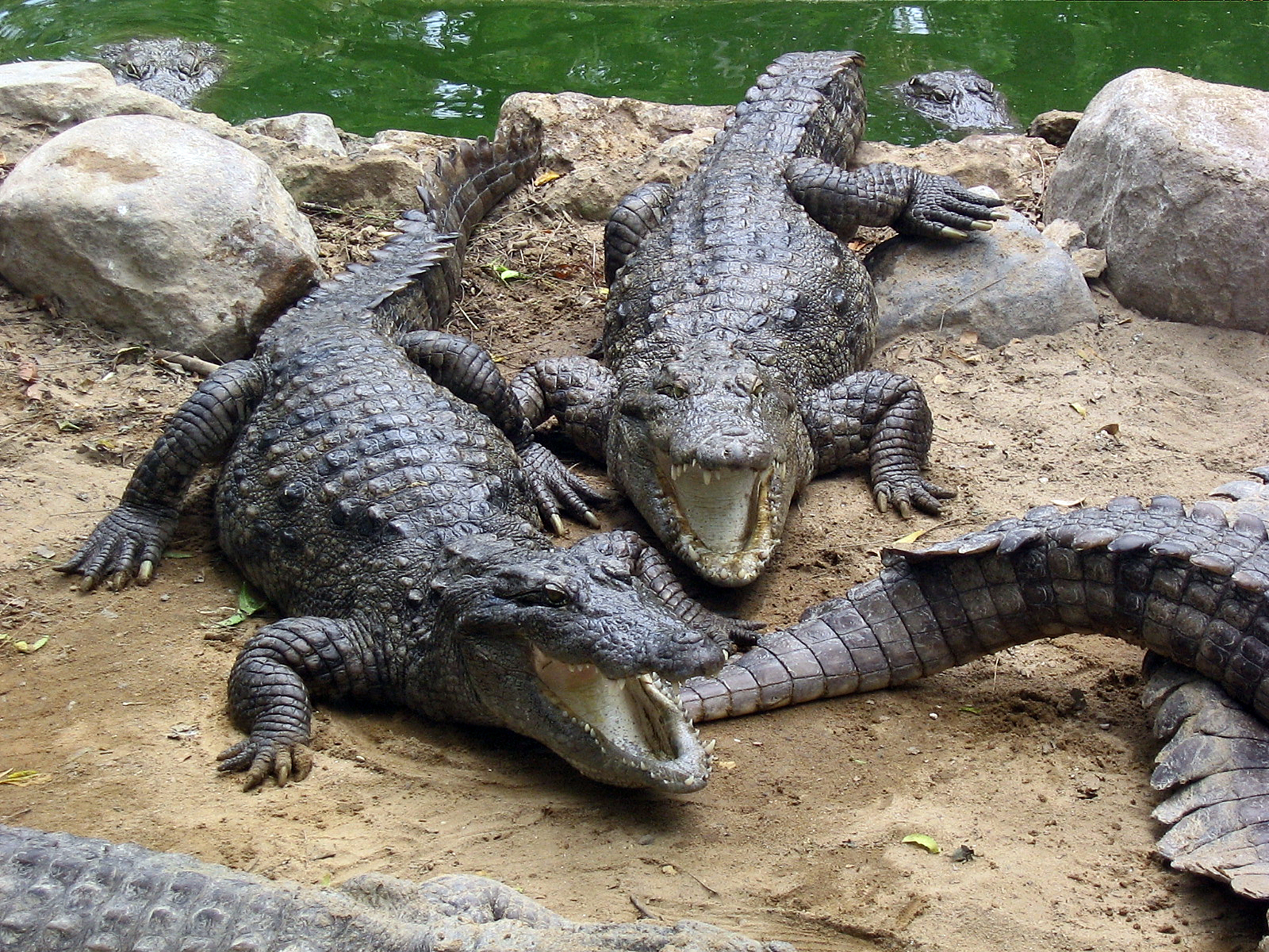Marsh_Crocodiles_basking_in_the_sun