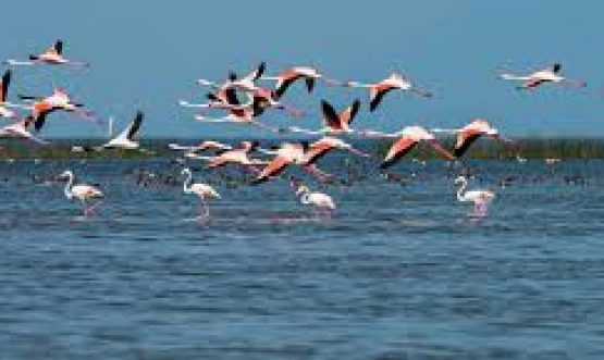 Chhilchhila Wildlife Sanctuary