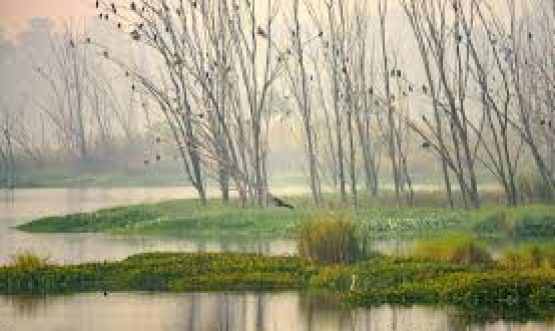 Bhindawas Wildlife Sanctuary