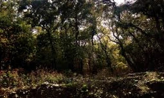 Kalesar National Park