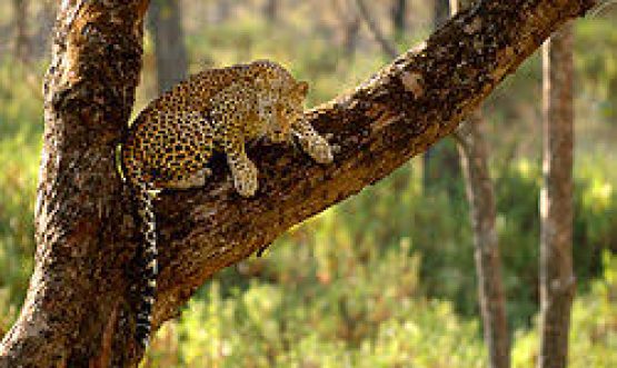 Bir Shikargah Wildlife Sanctuary