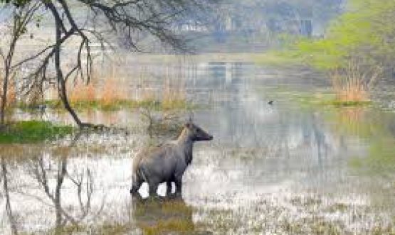 Sultanpur National Park