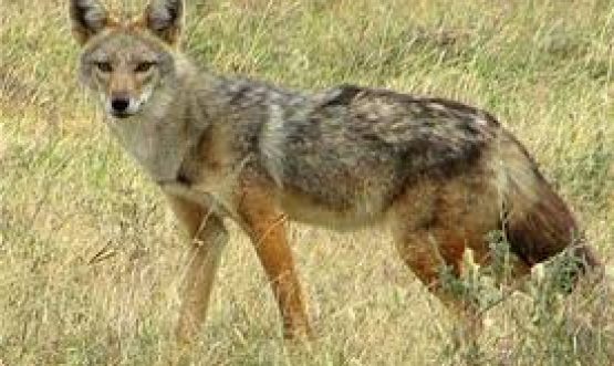 Nahar Wildlife Sanctuary