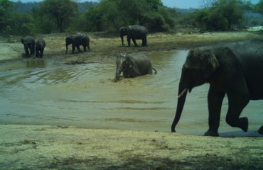 Kalesar National Park