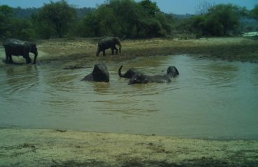 Kalesar National Park