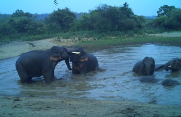 Kalesar National Park