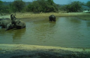 Kalesar National Park