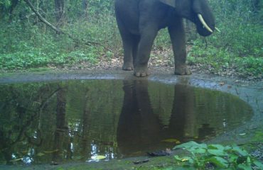 Kalesar National Park
