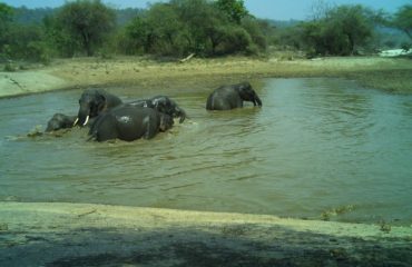 Kalesar National Park