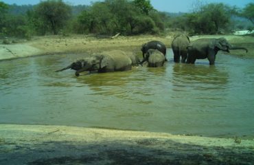 Kalesar National Park