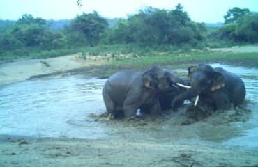 Kalesar National Park