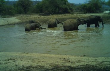 Kalesar National Park