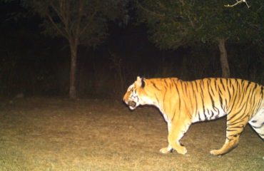 Kalesar National Park