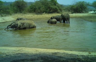 Kalesar National Park