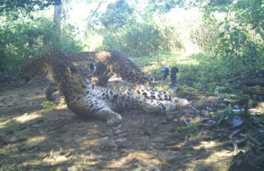 Kalesar National Park