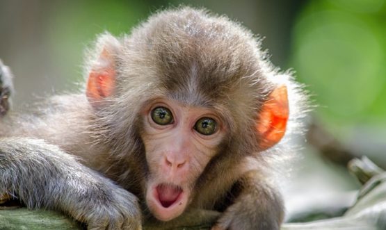 Khaparwas-Wildlife-Sanctuary