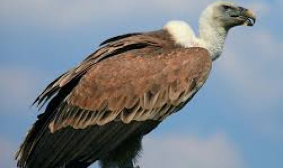 vulture