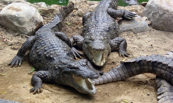 Marsh_Crocodiles_basking_in_the_sun
