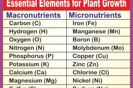 ESSENTIOAL ELEMENT FOR PLANT